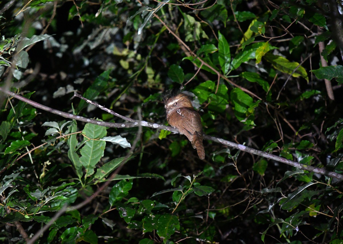Hodgson's Frogmouth - Rofikul Islam