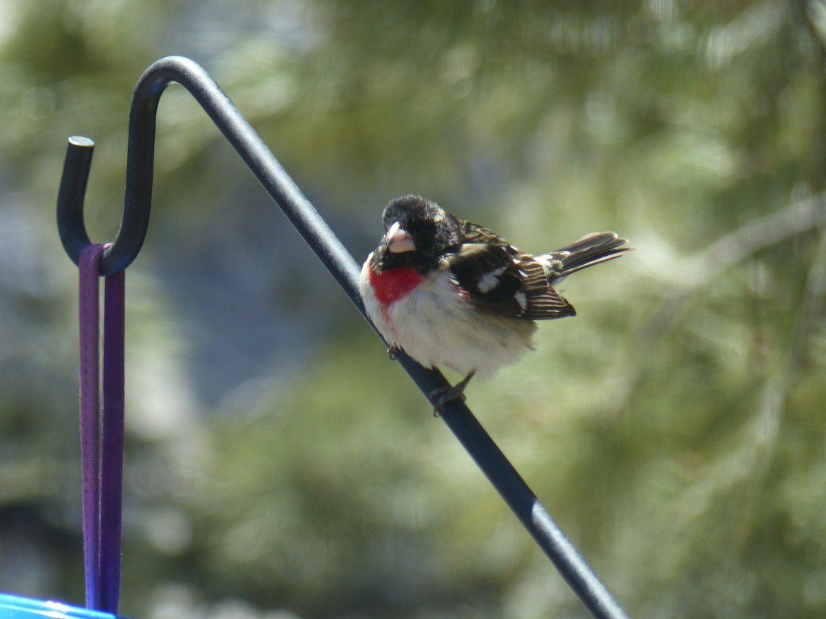 Rose-breasted Grosbeak - Bill Taylor