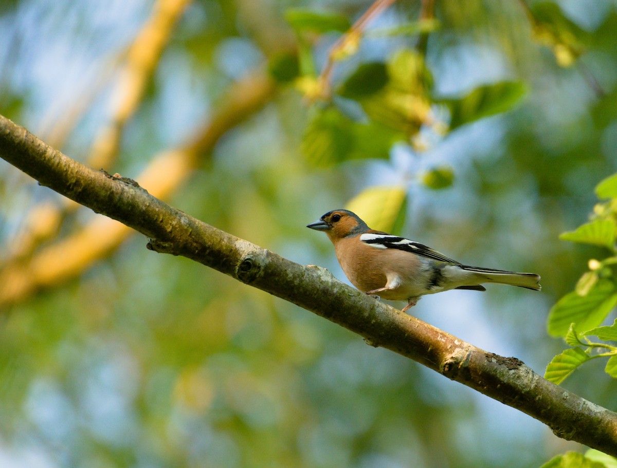 Common Chaffinch - Kent Warner