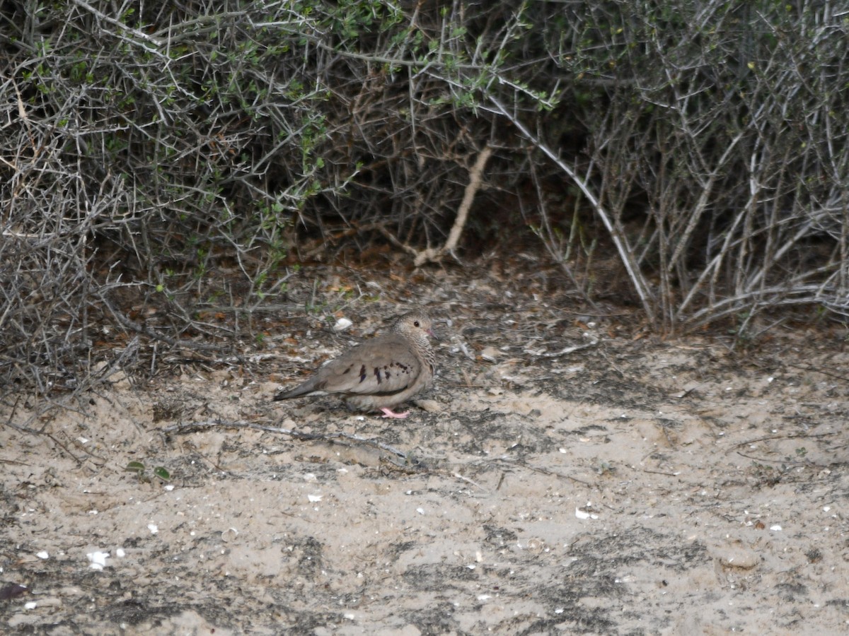 Common Ground Dove - Ben Baldwin