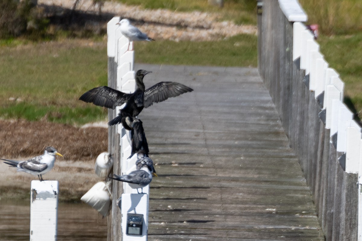 Little Black Cormorant - ML584286721