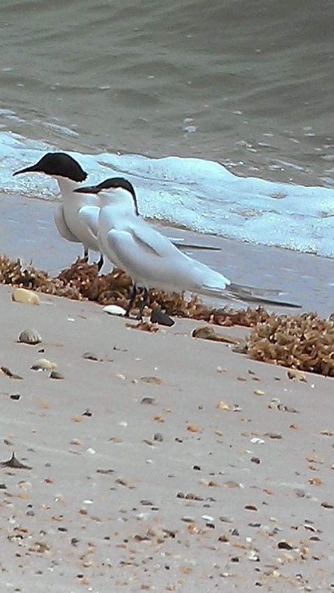 Gull-billed Tern - ML58428721