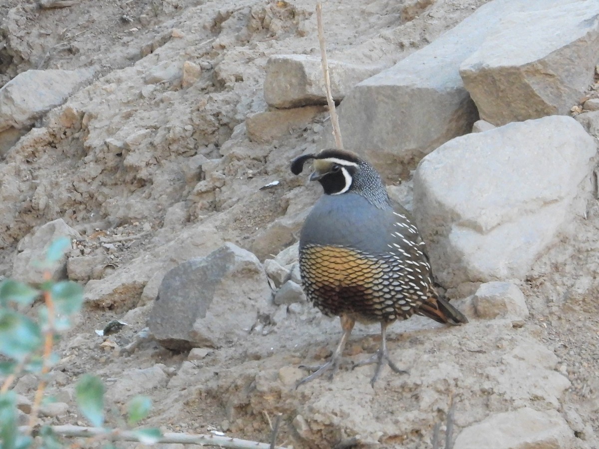 California Quail - ML584287251