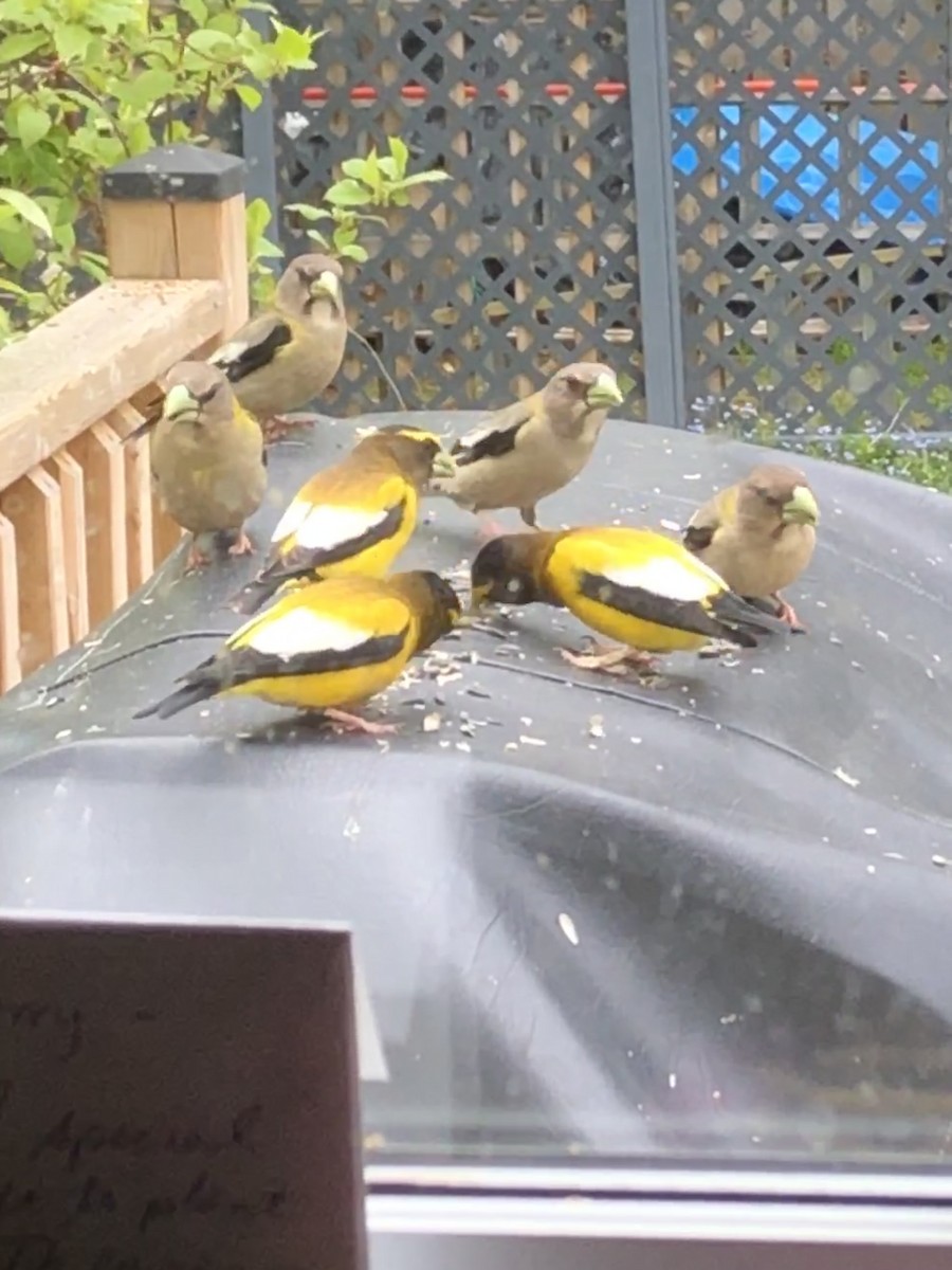 Gros-bec errant - ML584287951