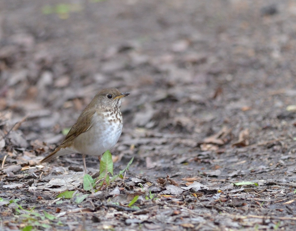 Gray-cheeked Thrush - ML58428811