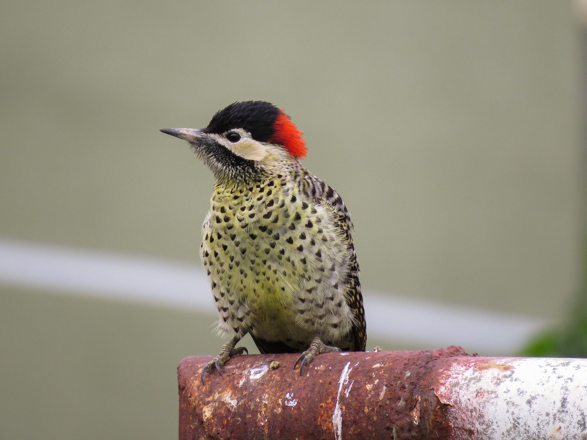 Green-barred Woodpecker - ML58428841
