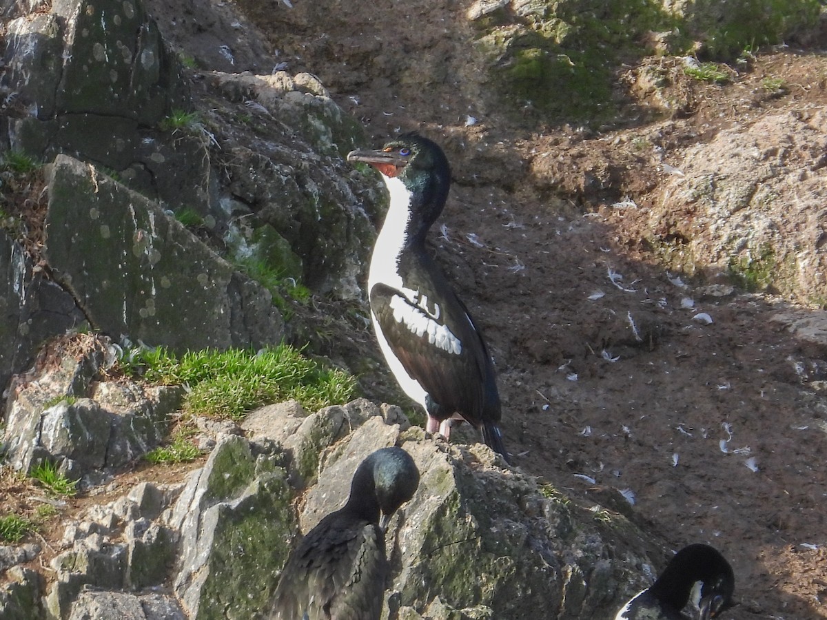 Cormoran bronzé (chalconotus) - ML584288471