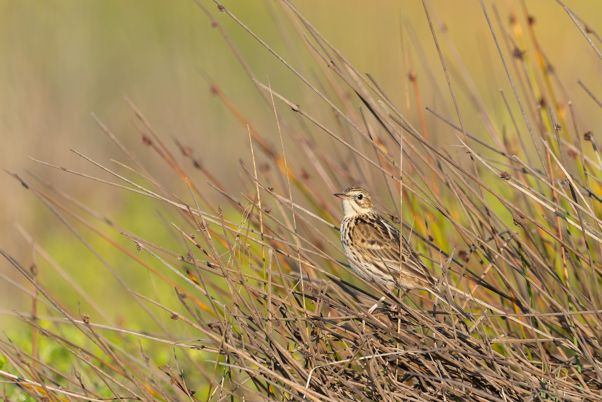 Correndera Pipit - ML584288871