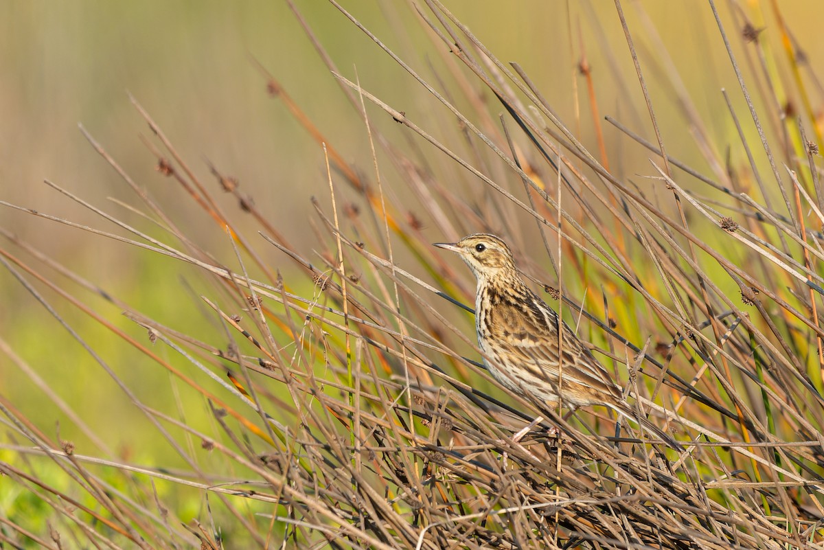 Correndera Pipit - ML584288881