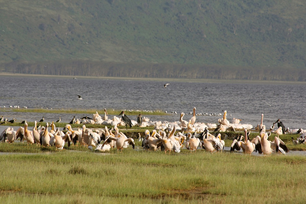 Pellicano comune - ML58429071