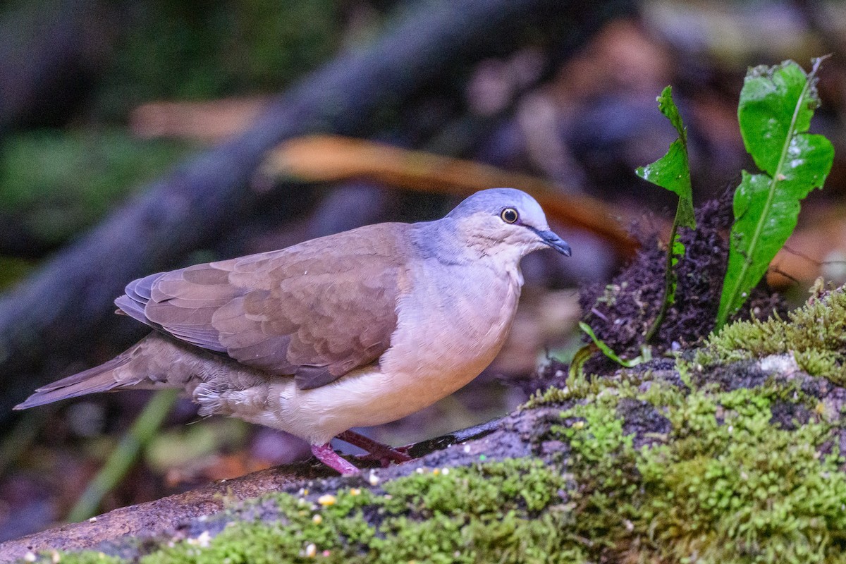 Gray-headed Dove - ML584290781