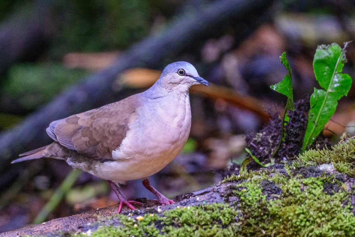 Gray-headed Dove - Adriana Dinu