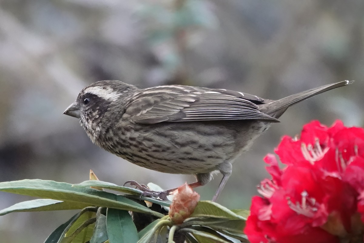 Spot-winged Rosefinch - ML584291321