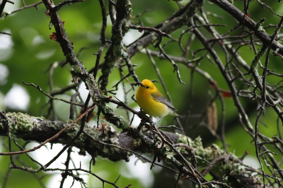 Prothonotary Warbler - Eric M. Hall