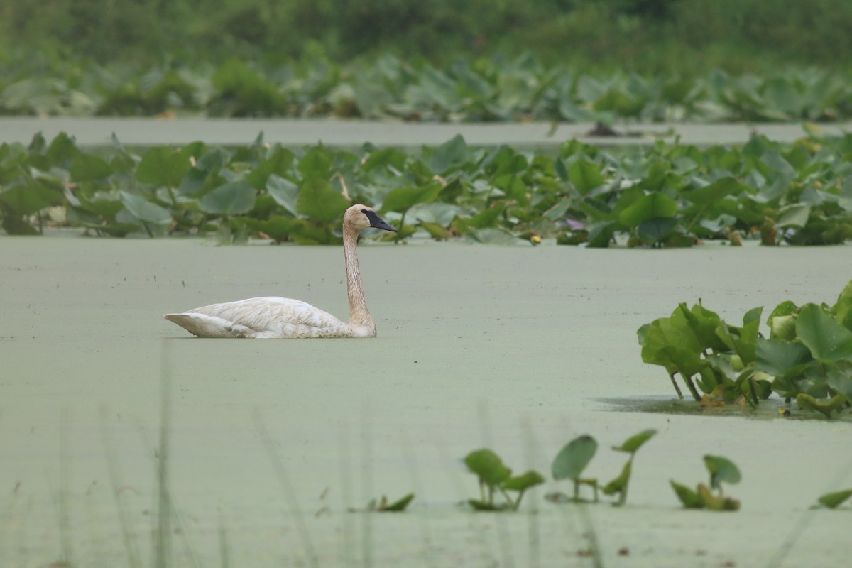 Cygne trompette - ML584291961