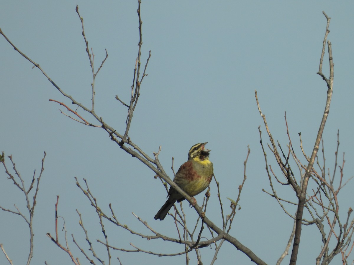 Cirl Bunting - ML584295331