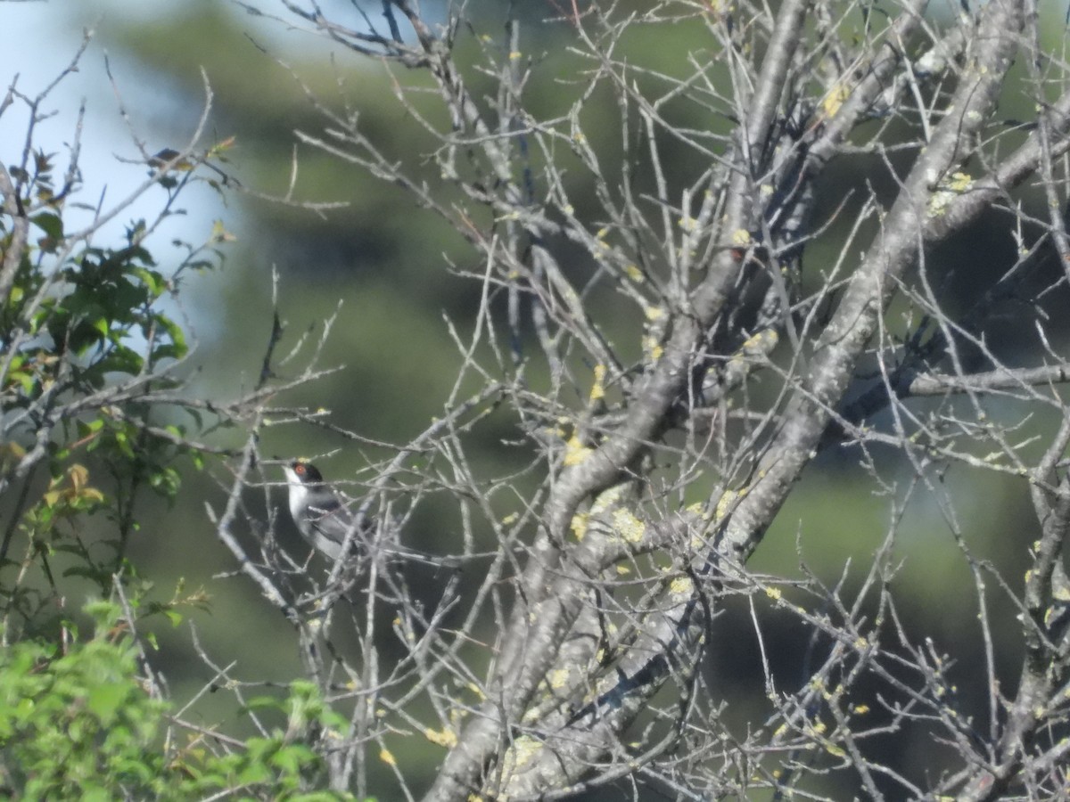 Curruca Cabecinegra - ML584295461