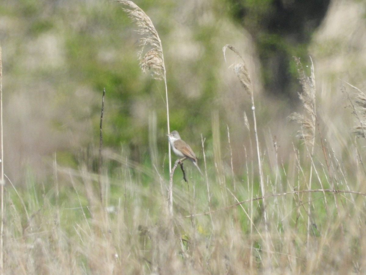 Greater Whitethroat - ML584295981