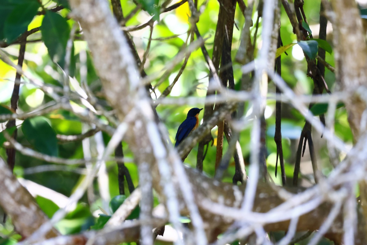 Mangrove Blue Flycatcher - ML584296221