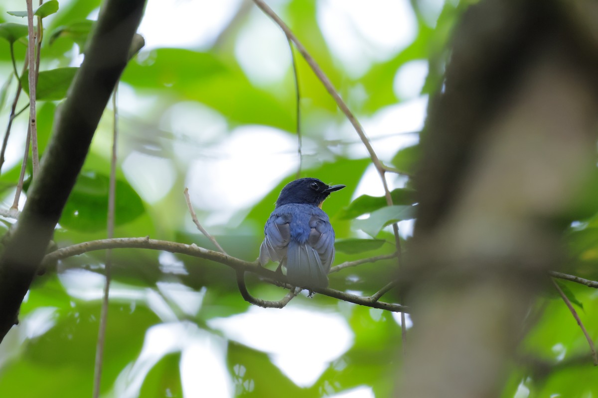 Mangrove Blue Flycatcher - ML584296321