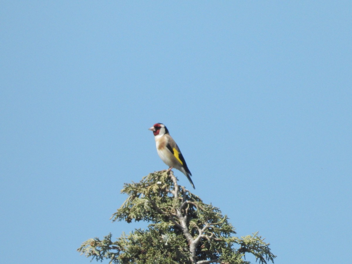 European Goldfinch - ML584296401