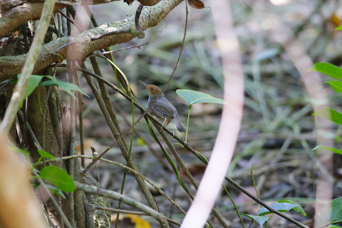 Ashy Tailorbird - ML584296451