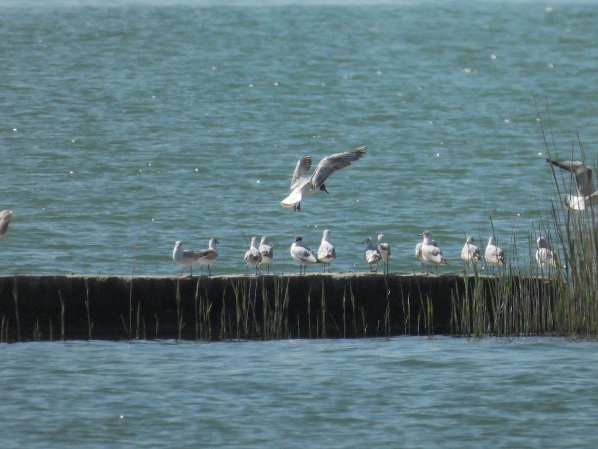 Black-headed Gull - ML584296551