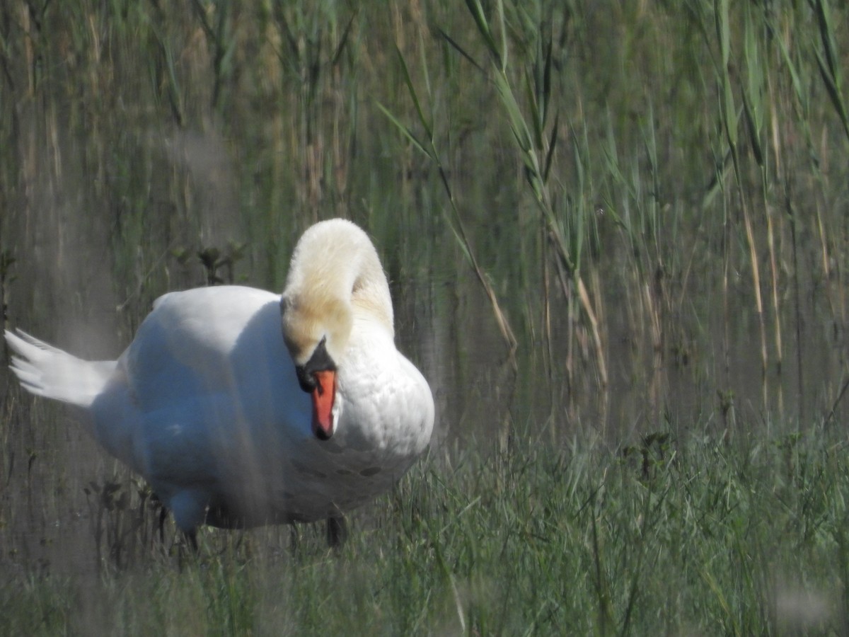 Mute Swan - ML584296781