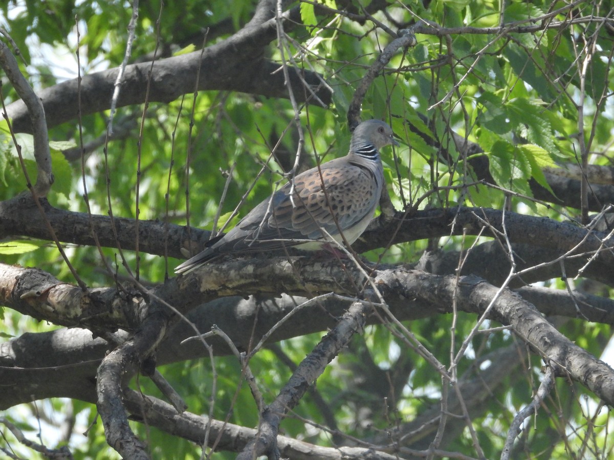 European Turtle-Dove - ML584297411