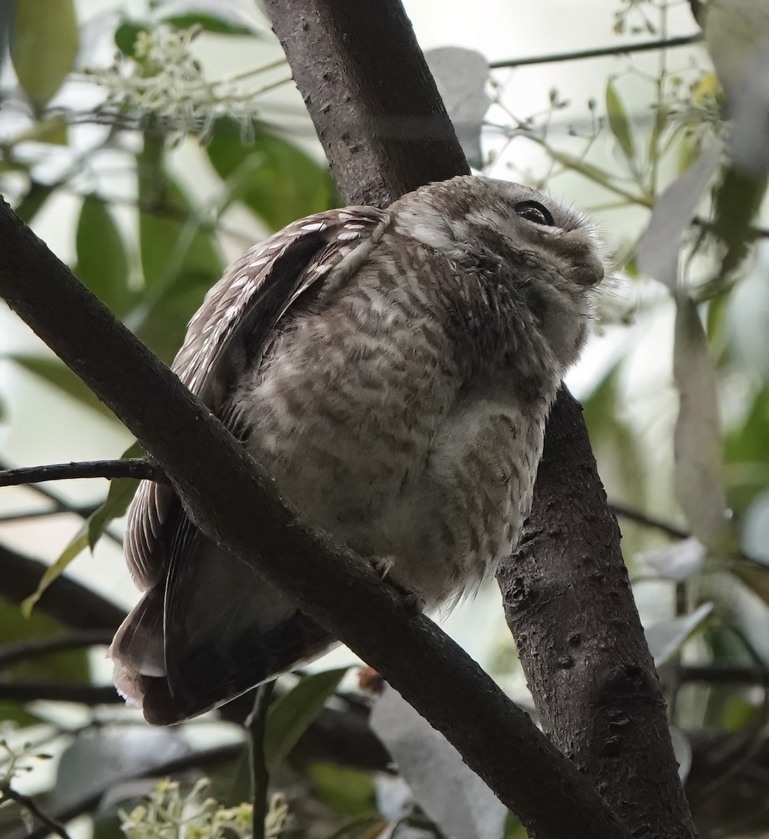 Spotted Owlet - ML584297501