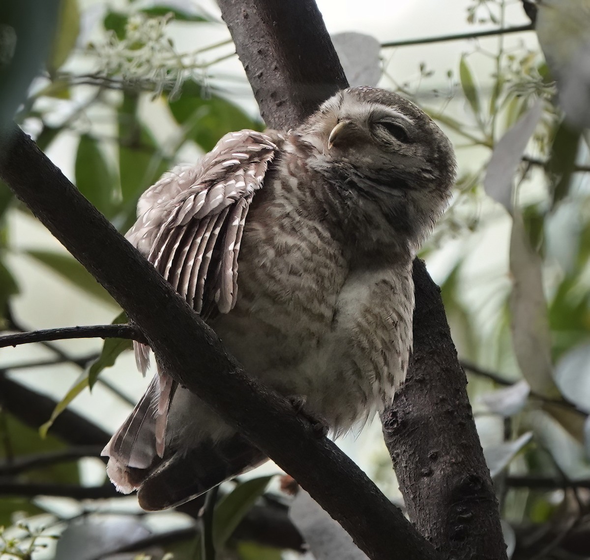 Spotted Owlet - ML584297511