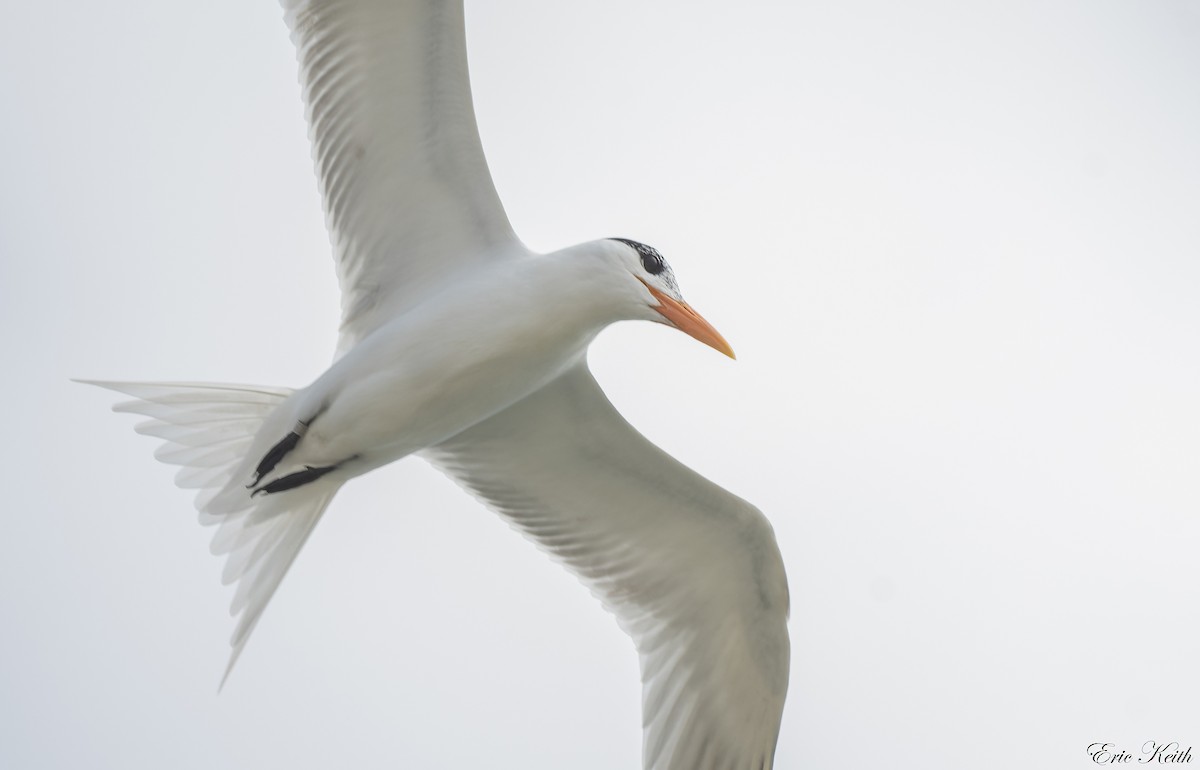 Royal Tern - Eric Keith