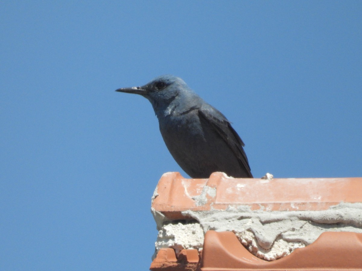 Blue Rock-Thrush - ML584297991