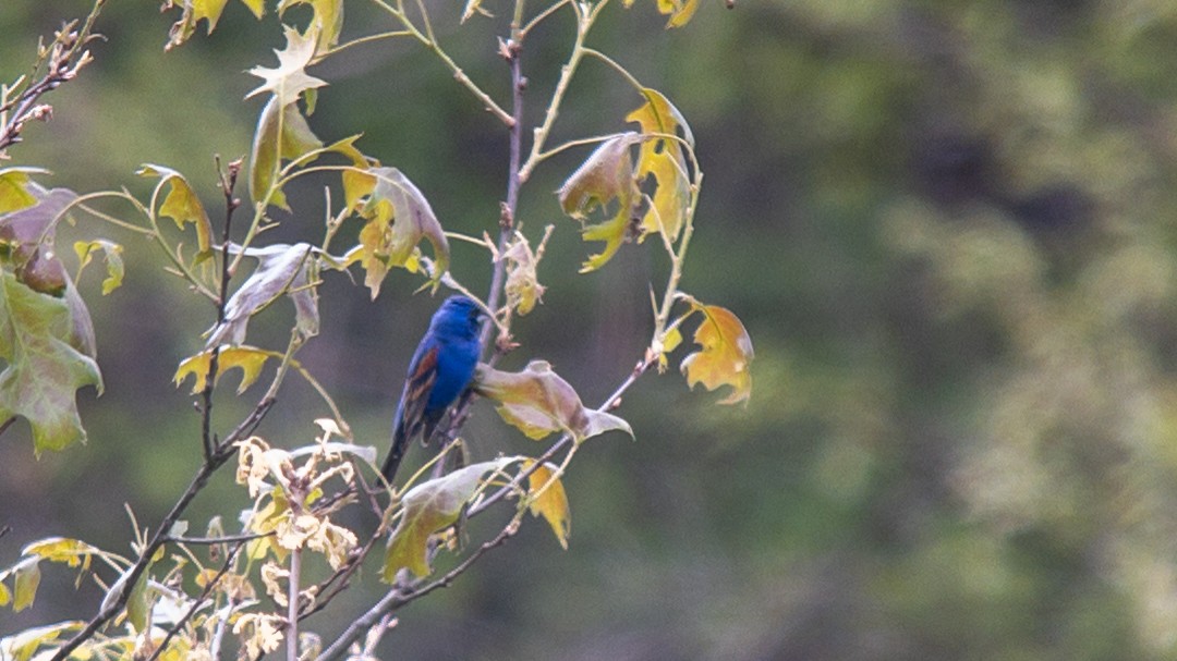 Blue Grosbeak - ML584298571