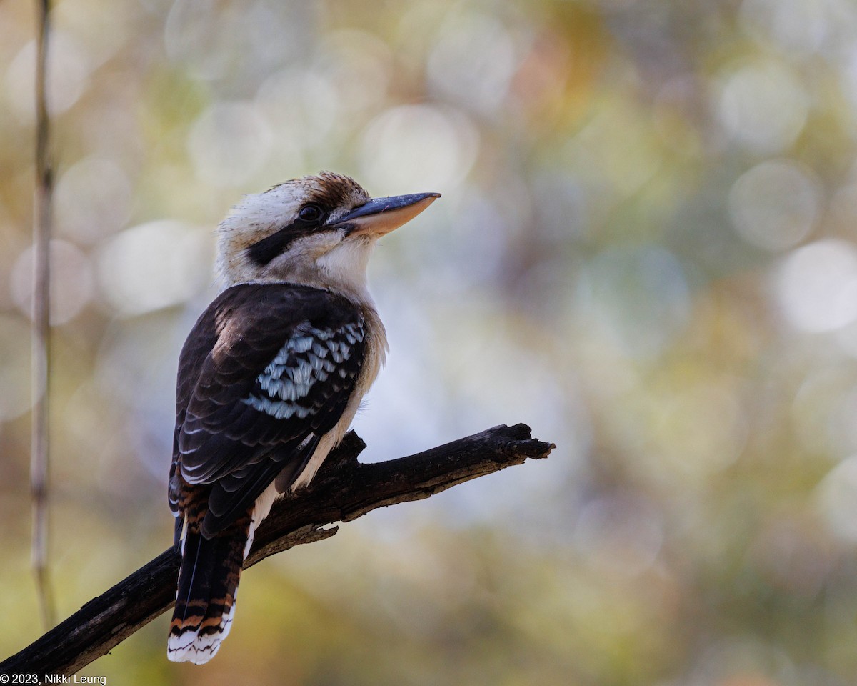 Laughing Kookaburra - ML584298611