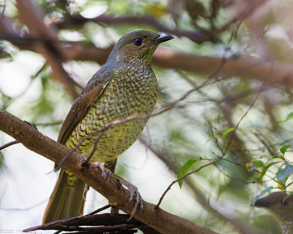 Satin Bowerbird - ML584298841