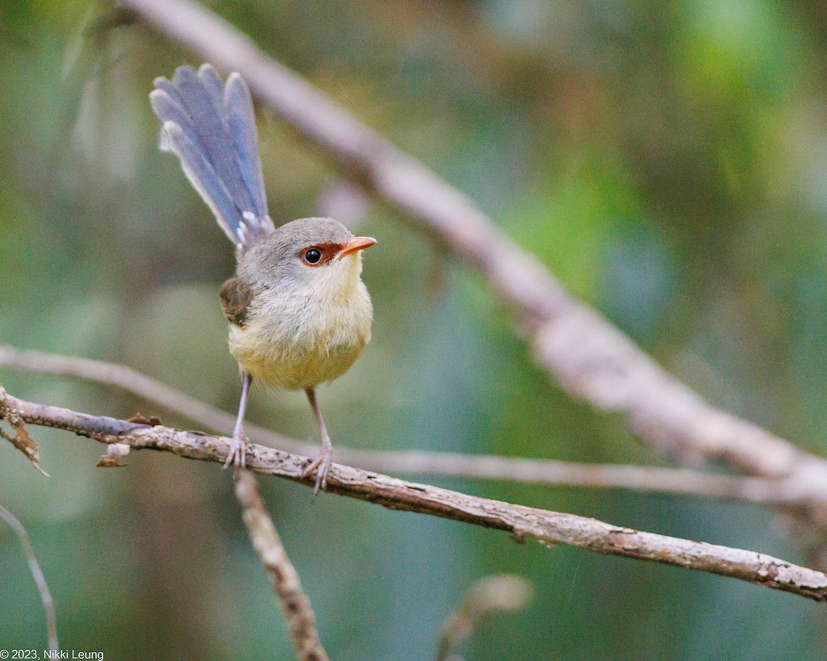 Variegated Fairywren - ML584298881