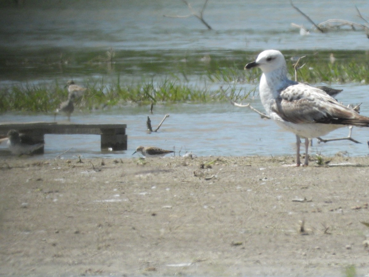 Little Stint - ML584299071