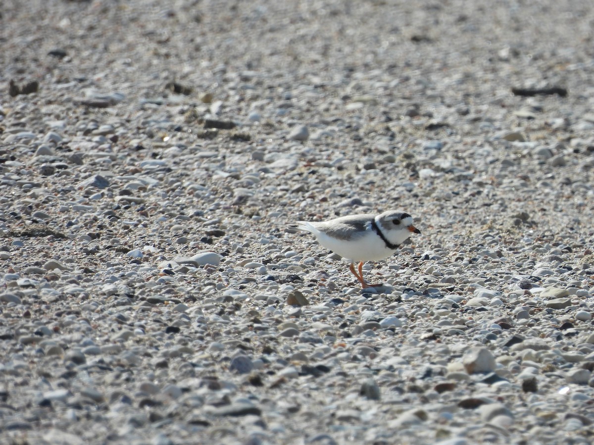 Piping Plover - ML584299081