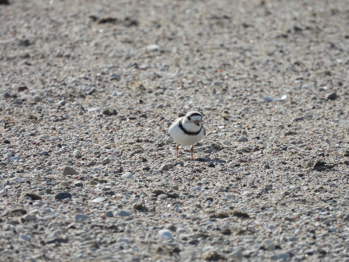 Piping Plover - ML584299171
