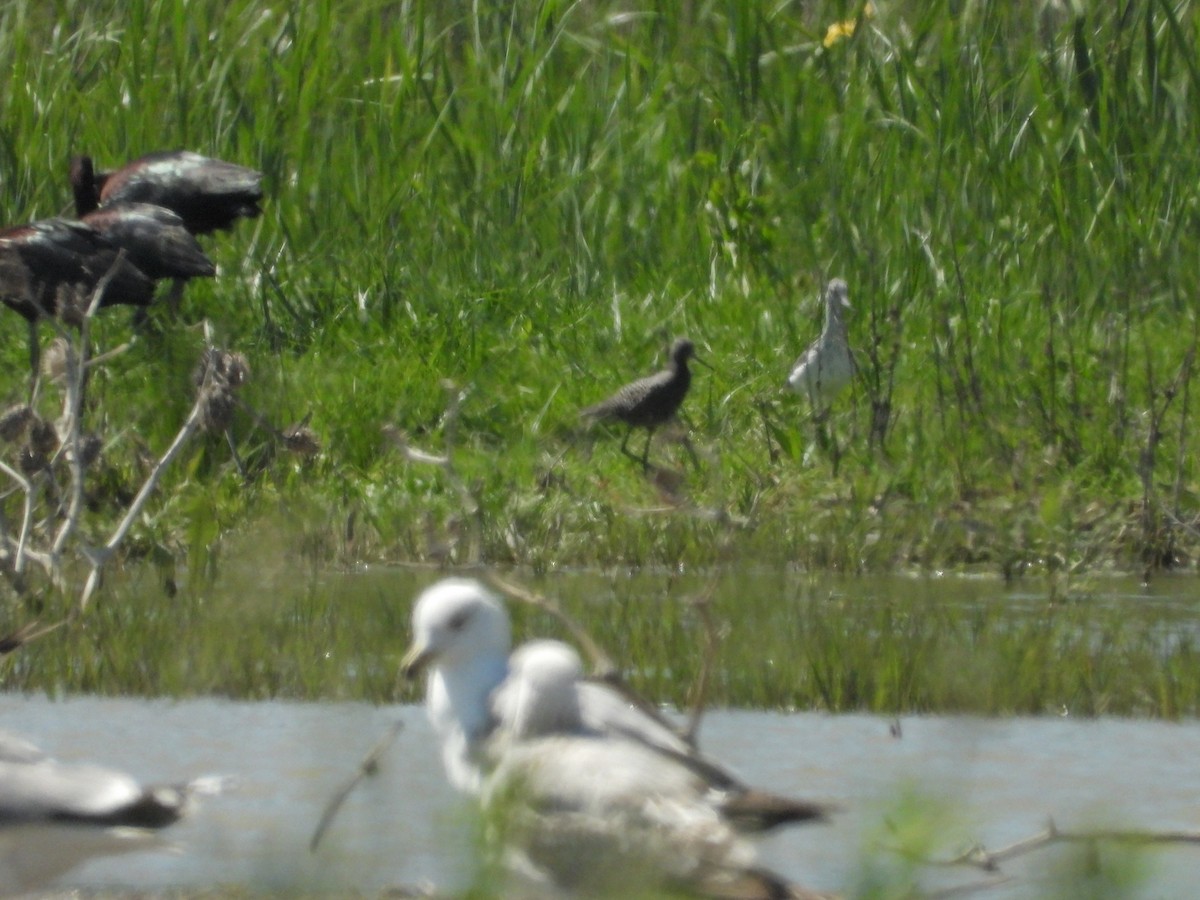 Spotted Redshank - ML584299291