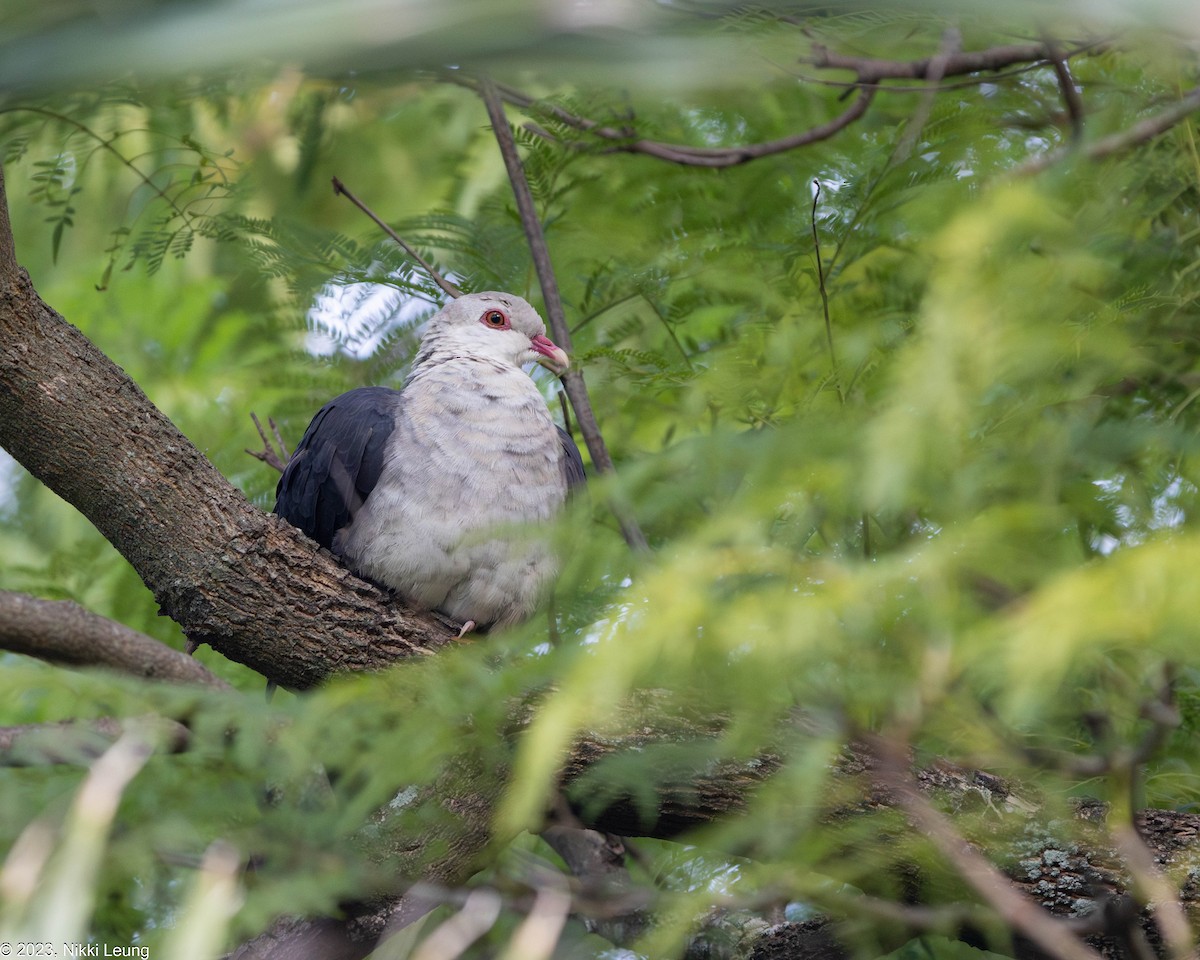 White-headed Pigeon - ML584299501