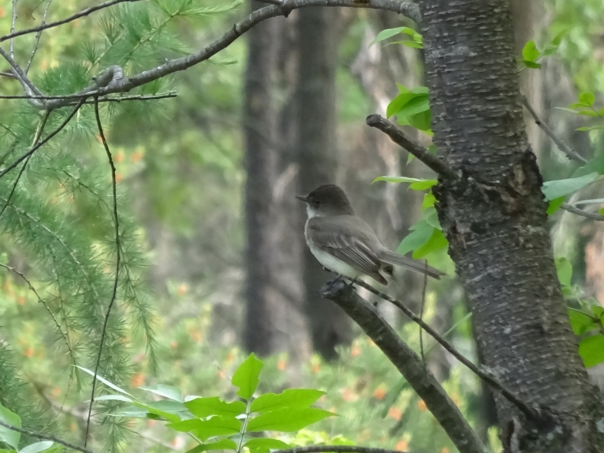 Eastern Phoebe - ML584299531