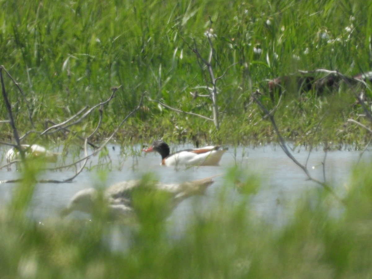 Common Shelduck - ML584299681