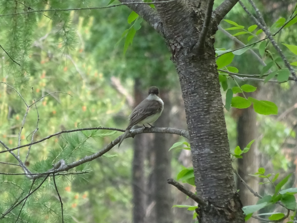 Eastern Phoebe - ML584299711