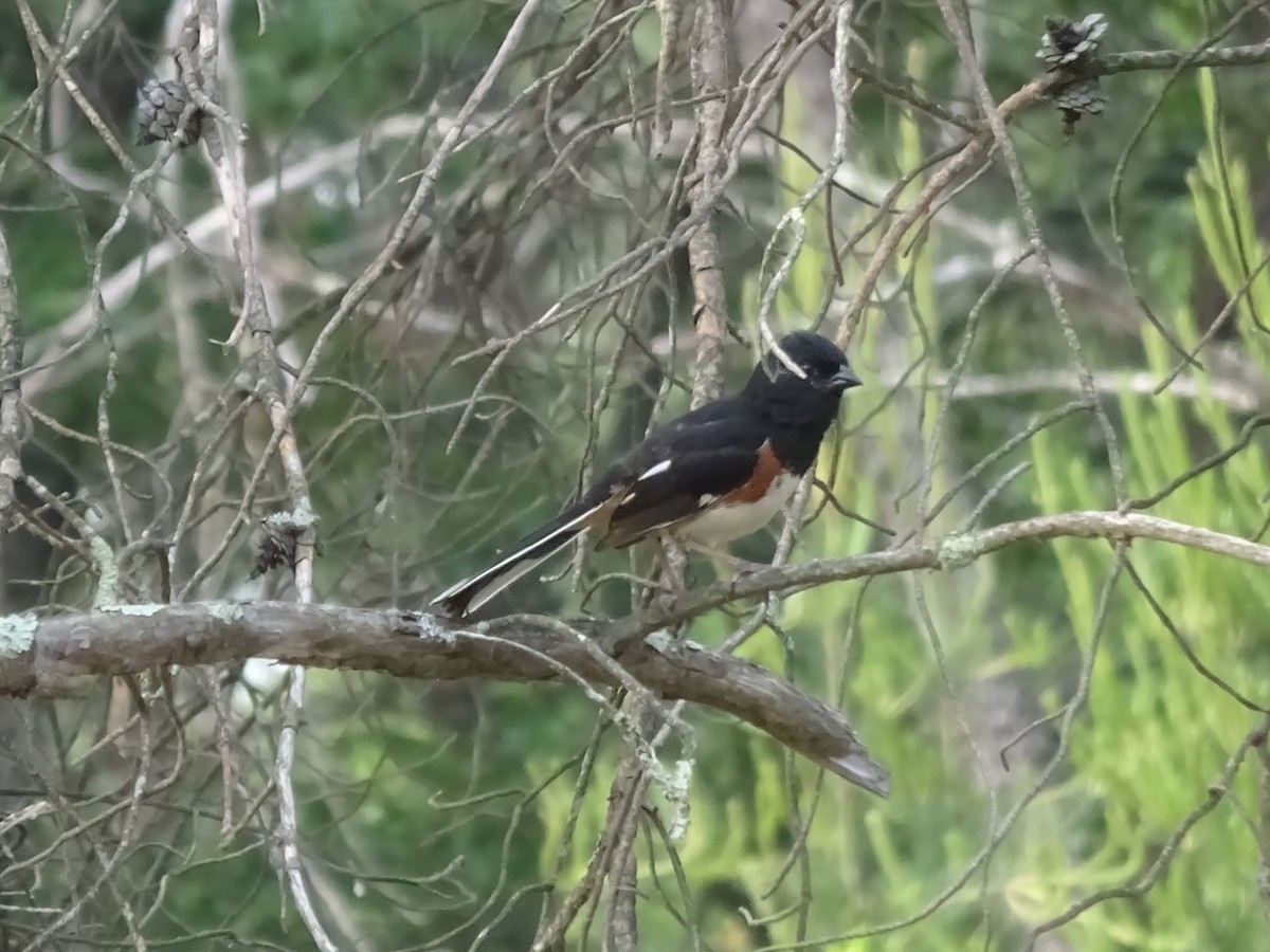 Eastern Towhee - ML584299801