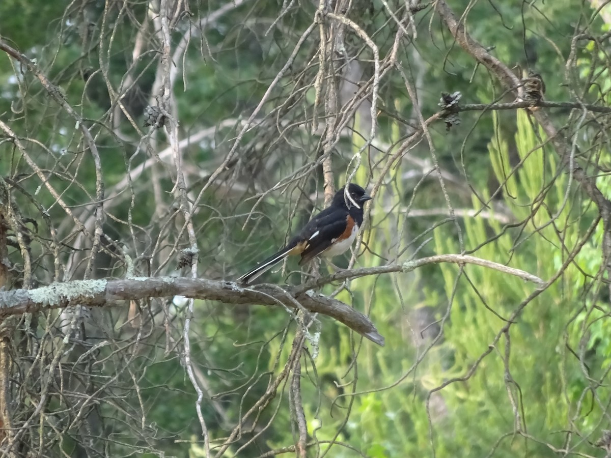 Eastern Towhee - ML584299811