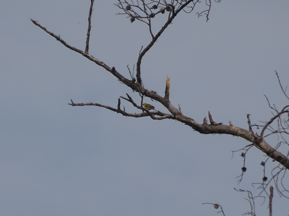 Blue-winged Warbler - ML584299861