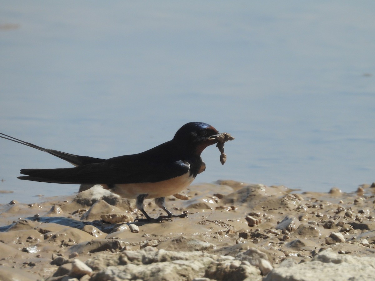 Barn Swallow - ML584299951