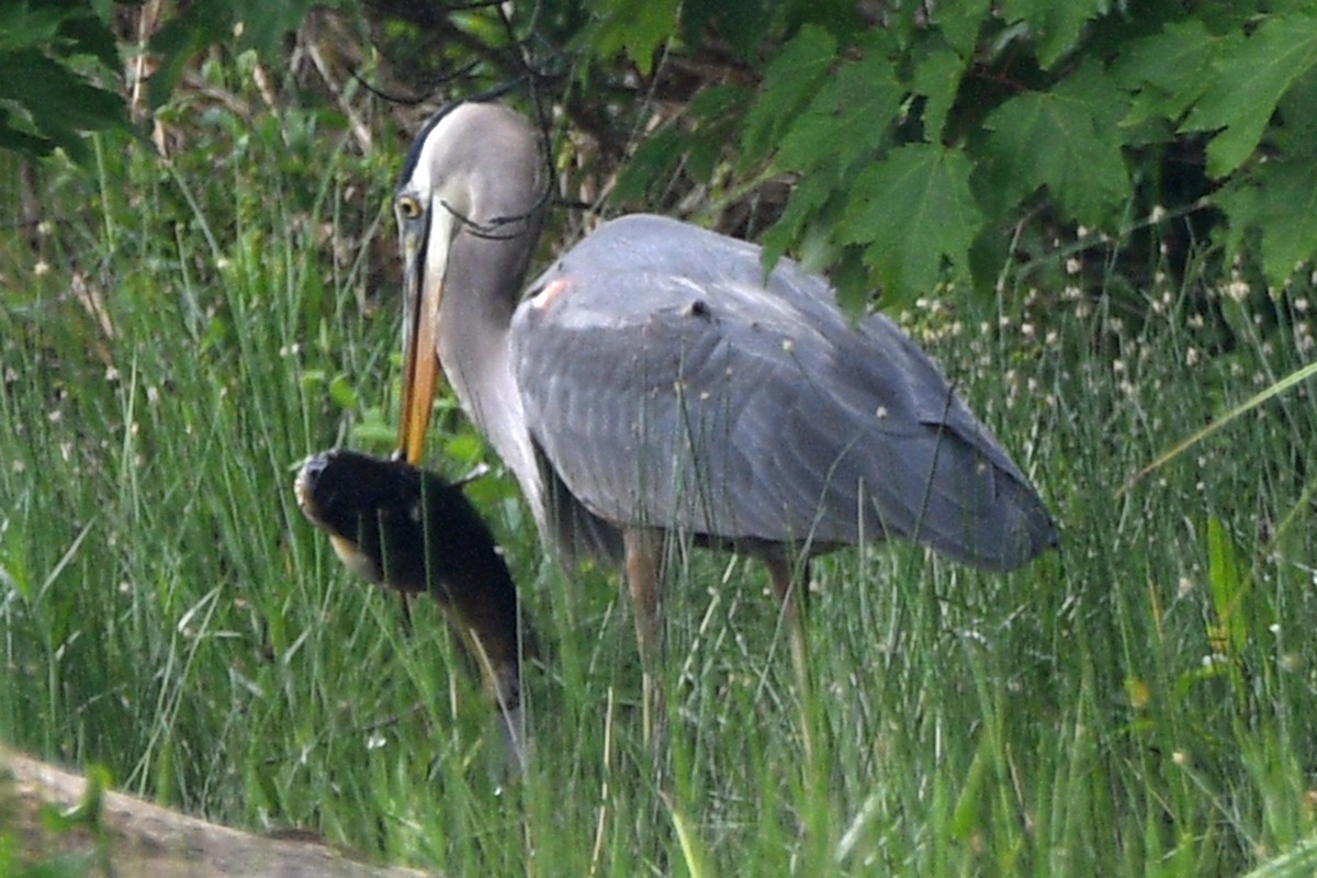 Great Blue Heron - Timothy Carstens